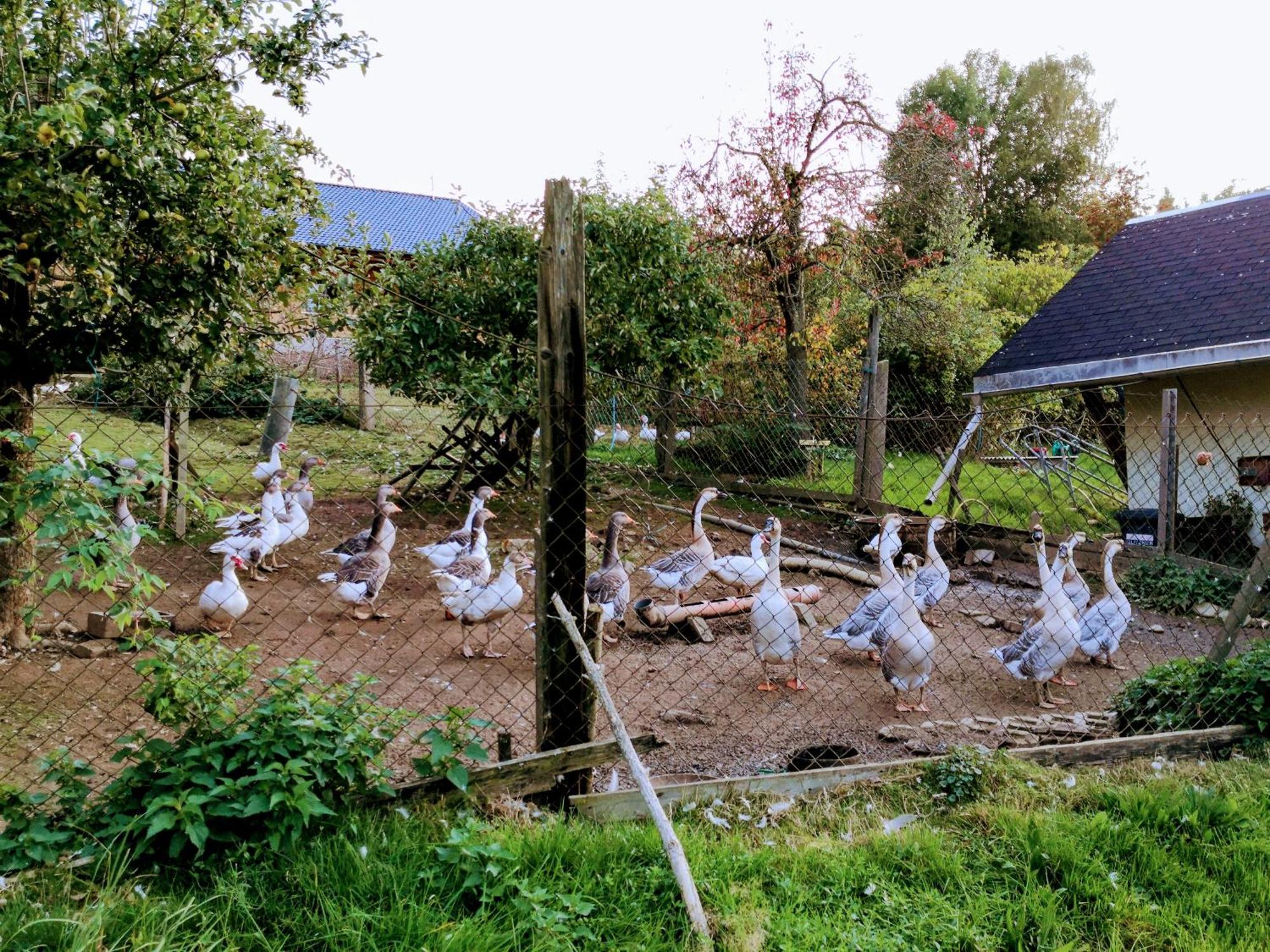 Ferienwohnungen 1 Bis 4 "Pumphut'S Scheune" Lengenfeld  Buitenkant foto